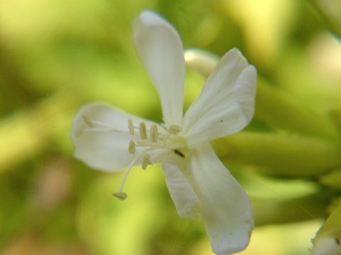 Flower through loupe